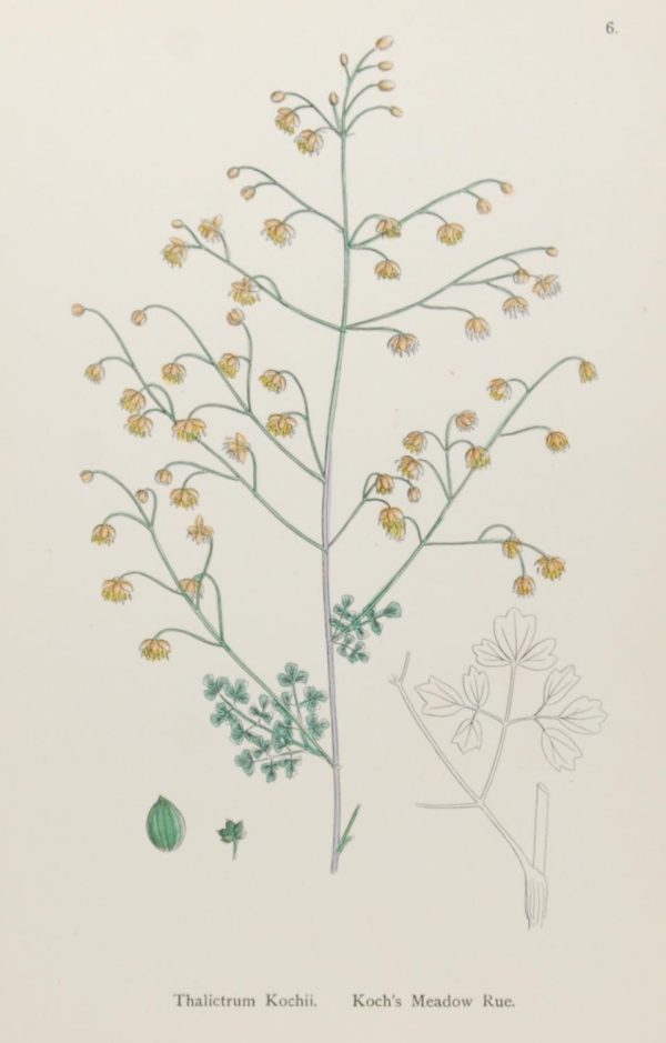 Antique hand coloured botanical print after James Sowerby titled Kochs Meadow Rue var b (Thalictrum Kochii)