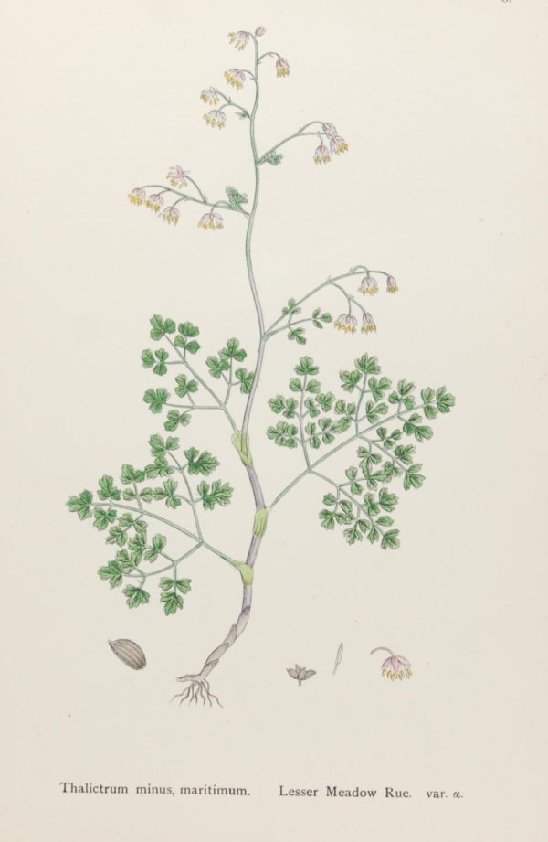 Antique hand coloured botanical print after James Sowerby titled Lesser Meadow Rue (Thalictrum minus, maritmum).