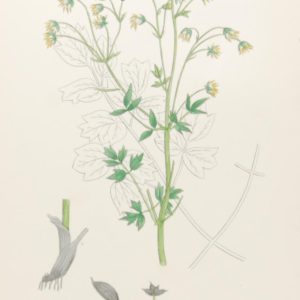 Antique hand coloured botanical print after James Sowerby titled Zigzag Meadow Rue var b (Thalictrum flexuosum)
