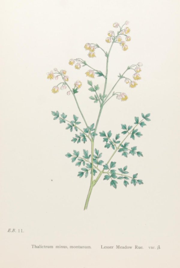 Lessor Meadow Rue var b 1902 Botanical Print