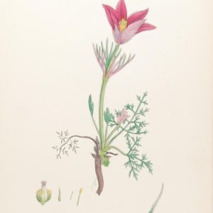 Antique hand coloured botanical print after James Sowerby titled Pasque Flower Anemone (Anemone Pulsatilla)