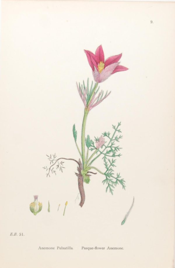 Antique hand coloured botanical print after James Sowerby titled Pasque Flower Anemone (Anemone Pulsatilla)