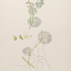 Antique hand coloured botanical print after James Sowerby titled Rigid Leaved Water Crowfoot (Ranunculus Circinatus)
