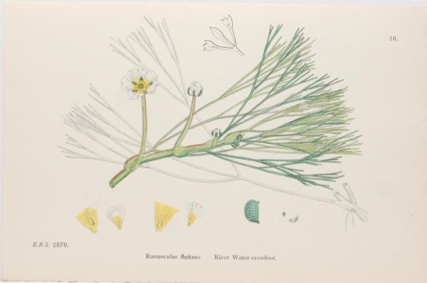 Antique hand coloured botanical print after James Sowerby titled River Water Crowfoot (Ranunculus Fluitans)