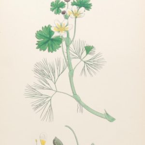 Antique hand coloured botanical print after James Sowerby titled Various Leaved Water Crowfoot (Ranunculus Heterophyllus)