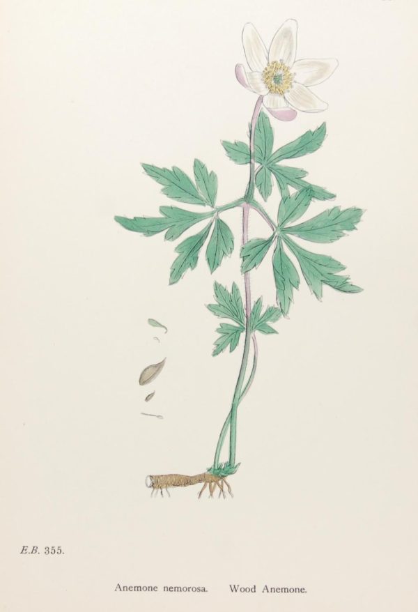Antique hand coloured botanical print after James Sowerby titled Wood Anemone (Anemone Nemorosa)