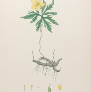 Antique hand coloured botanical print after James Sowerby titled Yellow Wood Anemone (Anemone Ranunculoides)