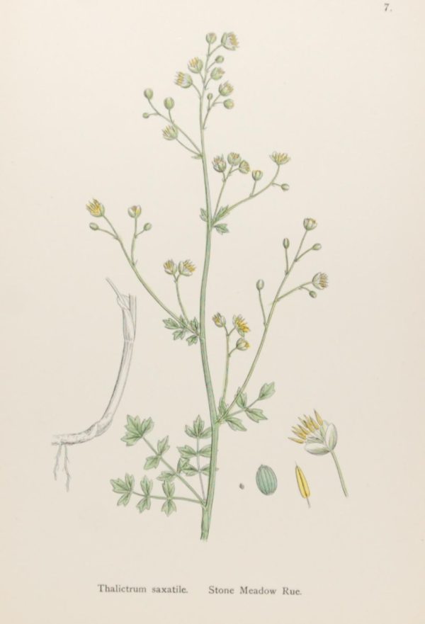 Antique hand coloured botanical print after James Sowerby titled Stone Meadow Rue (Thalictrum Saxatile)