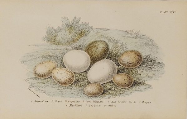 Antique print, chromolithograph from 1896 of bird eggs, featuring, Brambling, Green Woodpecker, Grey Wagtail, Red backed shrike, Hoopoe, Blackbird, Bee eater, Cuckoo.