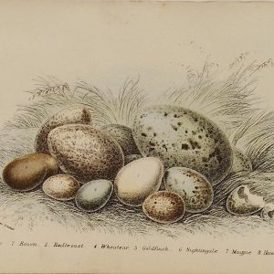 Antique print, chromolithograph from 1896 of bird eggs, featuring, Dipper, Raven, Redbreast, Wheatear, Goldfinch, Nightingale, Magpie, Hawfinch.