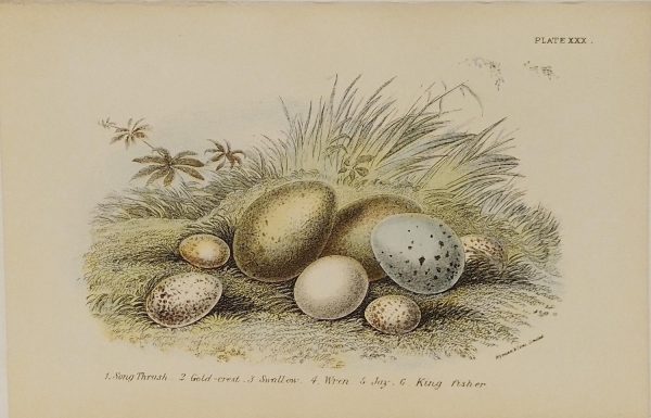 Antique print, chromolithograph from 1896 of bird eggs, featuring, Song Thrush, Gold-crest, Swallow, Wren, Jay, King Fisher.
