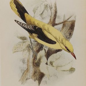 Antique print, chromolithograph from 1896 of a Golden Oriole.