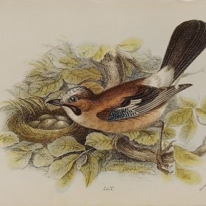 Antique print, chromolithograph from 1896, titled Jay.