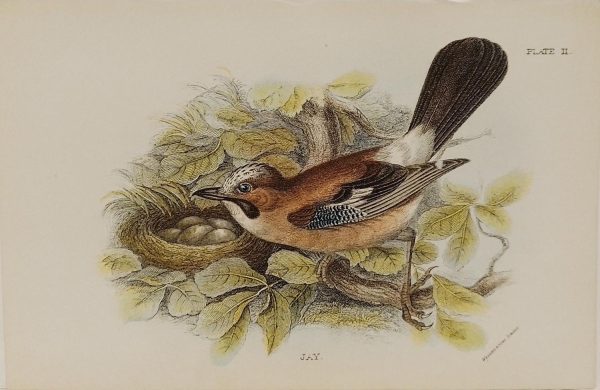 Antique print, chromolithograph from 1896, titled Jay.