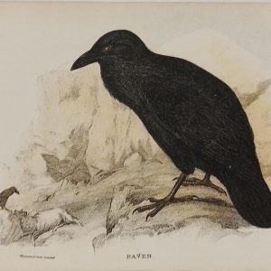 Antique print, chromolithograph from 1896, titled Raven.