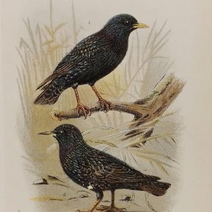 Antique print, chromolithograph from 1896 of the Common Starling and the Intermediate Starling.
