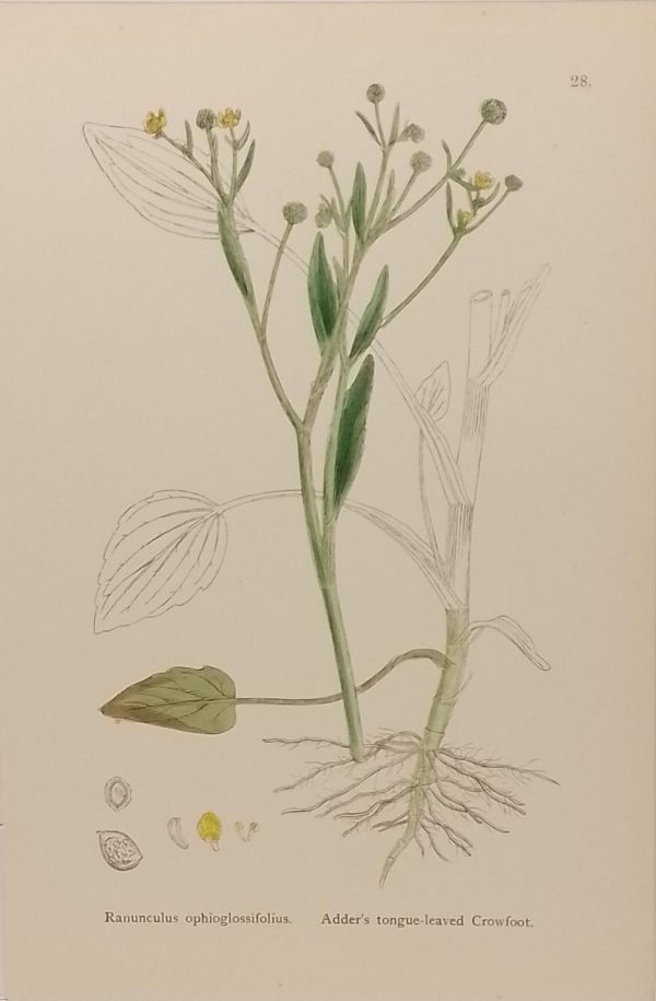 Antique hand coloured botanical print after James Sowerby titled Adders Tongue Leaved Water Crowfoot (Ranunculus Ophioglossifolius).