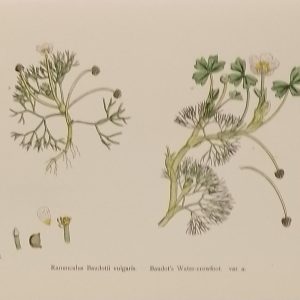 Antique hand coloured botanical print after James Sowerby titled Baudot's Water Crowfoot (Ranunculus Baudotii vulgaris).