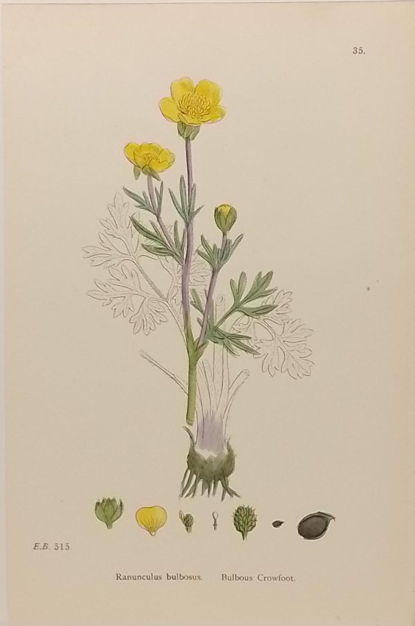Antique hand coloured botanical print after James Sowerby titled BulbousCrowfoot (Ranunculus Bolbosus).