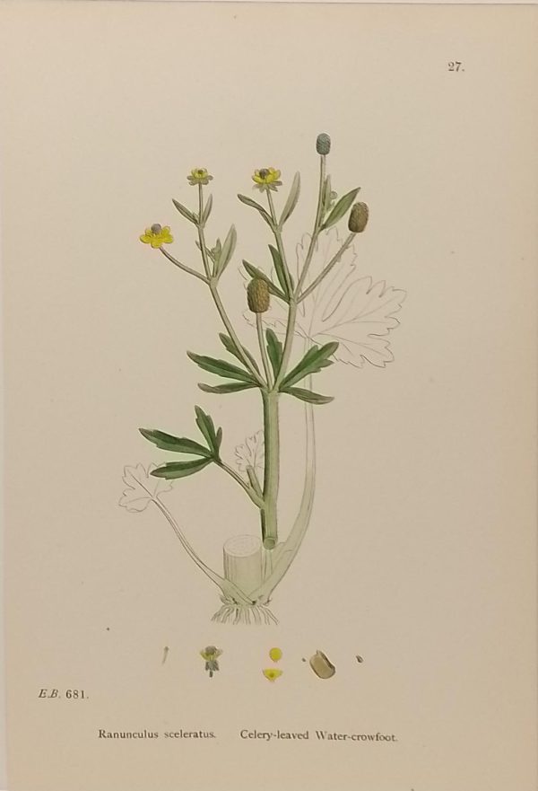 Antique hand coloured botanical print after James Sowerby titled Celery Leaved Water Crowfoot (Ranunculus Sceleratus).