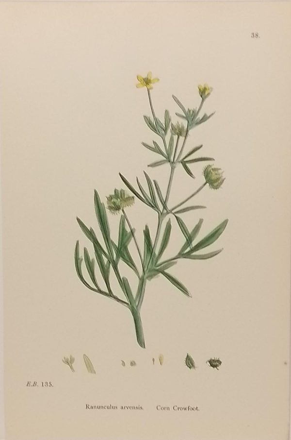 Antique hand coloured botanical print after James Sowerby titled Corn Crowfoot (Ranunculus Arvensis).