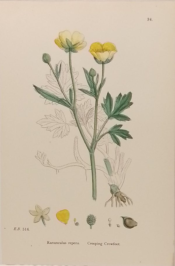 Antique hand coloured botanical print after James Sowerby titled Creeping Crowfoot (Ranunculus Repens).