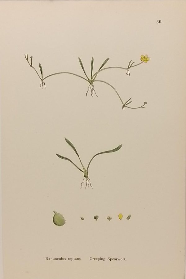 Antique hand coloured botanical print after James Sowerby titled Creeping Spearwort (Ranunculus Reptans).