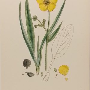 Greater Spearwort 1904 botanical print Edwardian