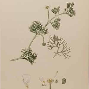 Antique hand coloured botanical print after James Sowerby titled Hair Leaved Water Crowfoot (Ranunculus Trichopyllus).