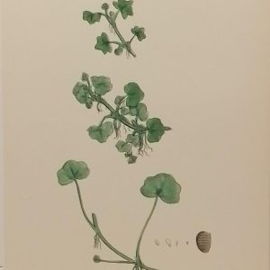 Antique hand coloured botanical print after James Sowerby titled Ivy Leaved Water Crowfoot (Ranunculus Hederaceus).