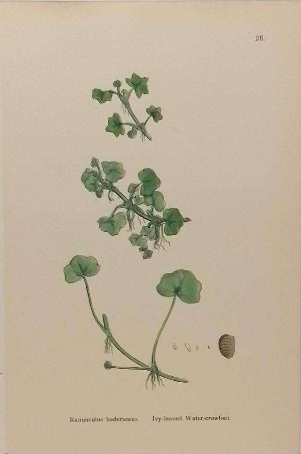 Antique hand coloured botanical print after James Sowerby titled Ivy Leaved Water Crowfoot (Ranunculus Hederaceus).