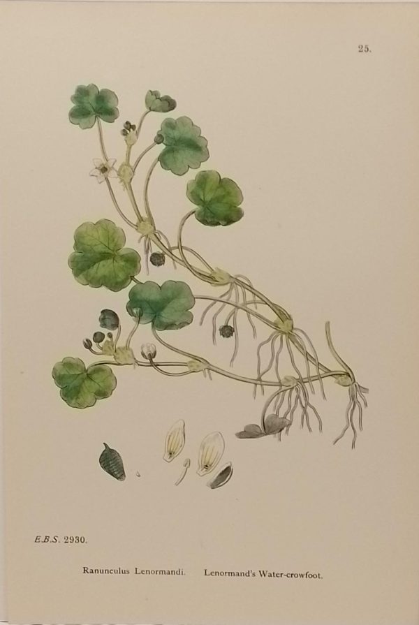 Antique hand coloured botanical print after James Sowerby titled Lenormands Water Crowfoot (Ranunculus Lenormandi).