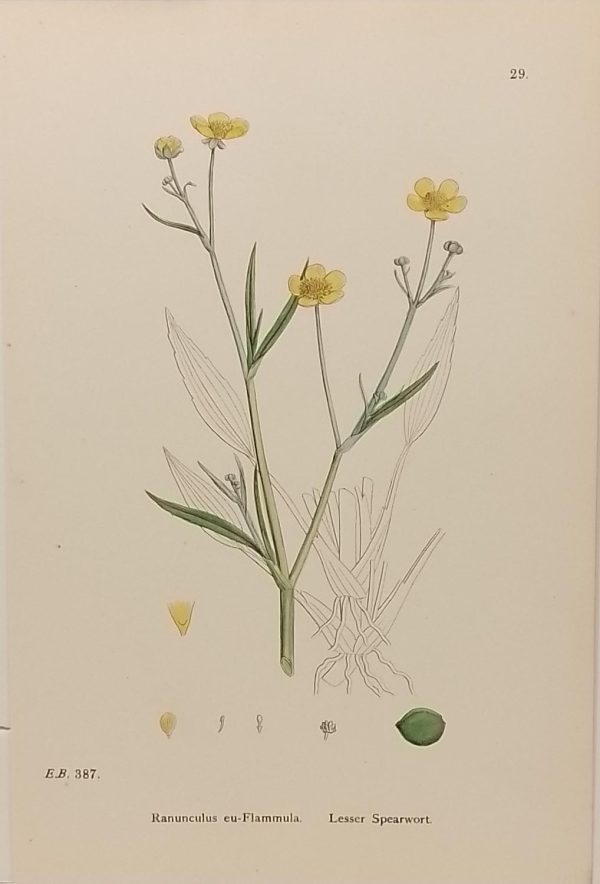 Antique hand coloured botanical print after James Sowerby titled Lesser Spearwort (Ranunculus eu-Flammula).