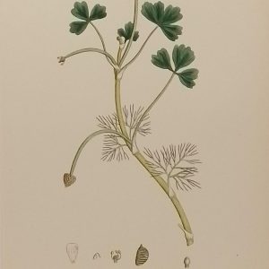 Antique hand coloured botanical print after James Sowerby titled Ranunculus Baudotii Confusa.
