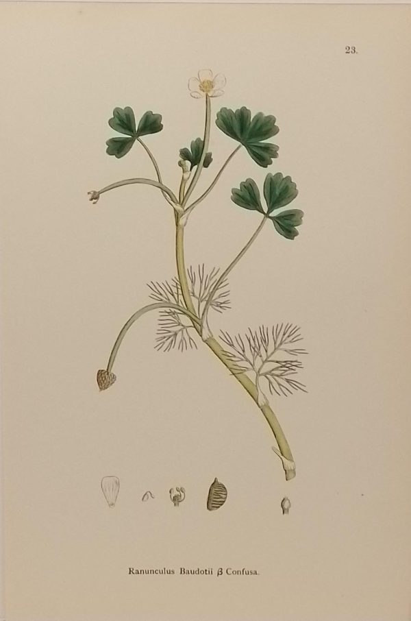 Antique hand coloured botanical print after James Sowerby titled Ranunculus Baudotii Confusa.