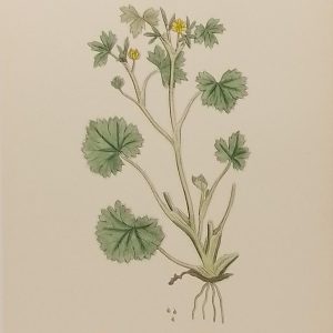 Antique hand coloured botanical print after James Sowerby titled Small Flowered Crowfoot (Ranunculus Parviflorus).
