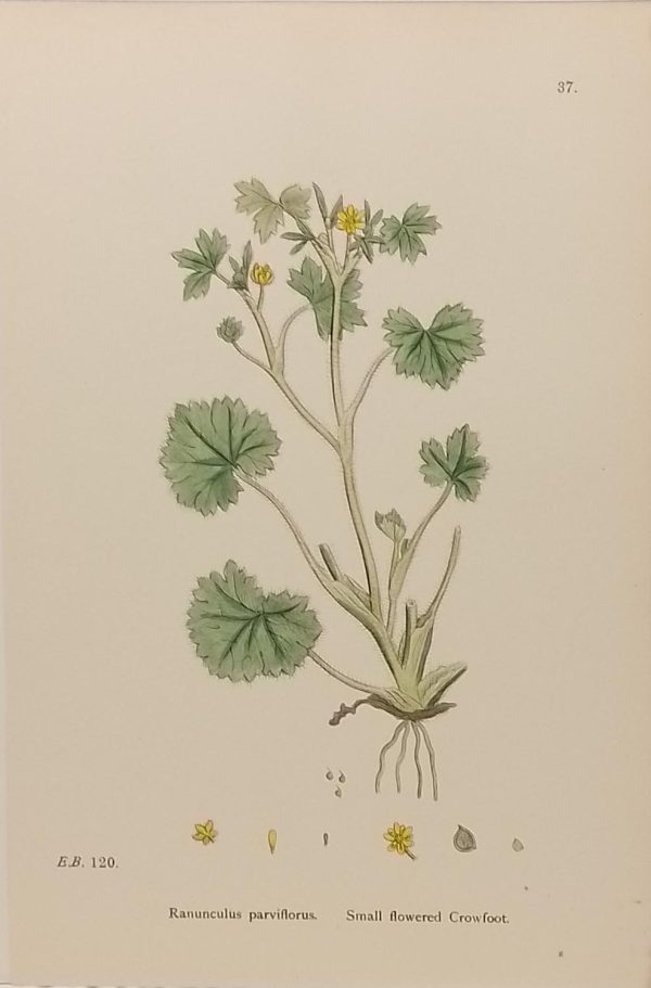 Antique hand coloured botanical print after James Sowerby titled Small Flowered Crowfoot (Ranunculus Parviflorus).