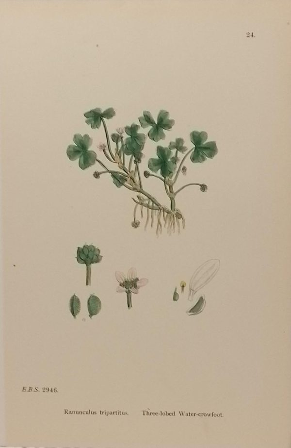Antique hand coloured botanical print after James Sowerby titled Three Lobed  Water Crowfoot (Ranunculus Tripartitus).