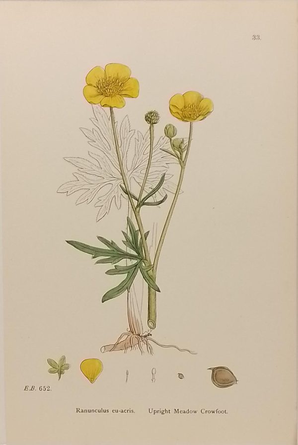 Antique hand coloured botanical print after James Sowerby titled Upright Meadow Crowfoot (Ranunculus eu-acris).