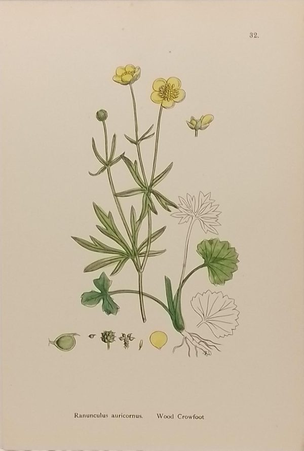 Antique hand coloured botanical print after James Sowerby titled Wood Crowfoot (Ranunculus Auricornus).