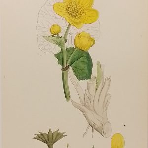 Antique hand coloured botanical print after James Sowerby titled Common Marsh Marygold (Caitha eu-palustris).