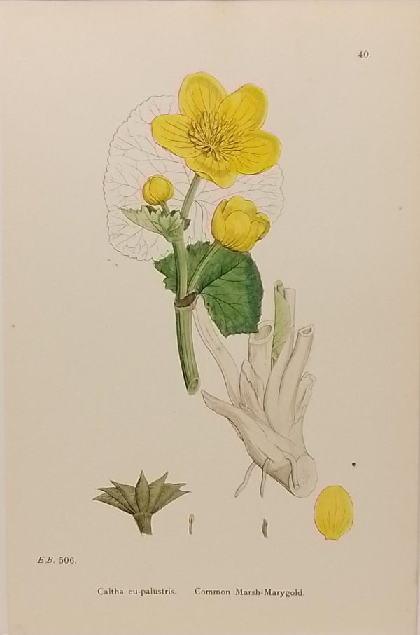 Antique hand coloured botanical print after James Sowerby titled Common Marsh Marygold (Caitha eu-palustris).