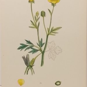 Antique hand coloured botanical print after James Sowerby titled Hairy Crowfoot (Ranunculus Hirsutus).
