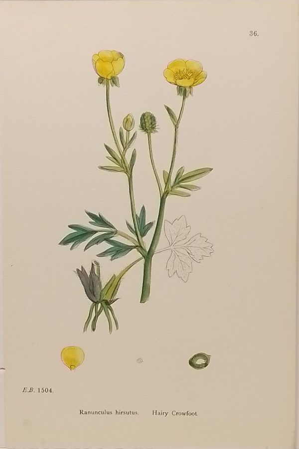 Antique hand coloured botanical print after James Sowerby titled Hairy Crowfoot (Ranunculus Hirsutus).