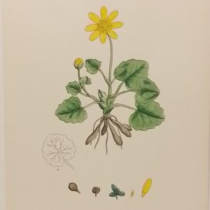 Antique hand coloured botanical print after James Sowerby titled Hairy Crowfoot (Ranunculus eu-Ficaria).