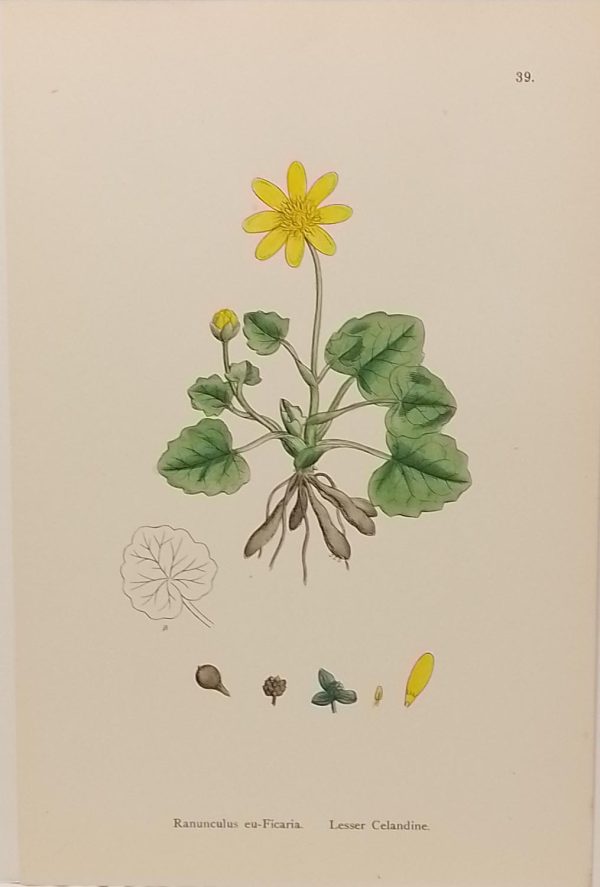 Antique hand coloured botanical print after James Sowerby titled Hairy Crowfoot (Ranunculus eu-Ficaria).