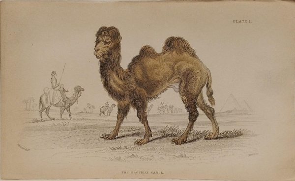 Antique print, hand coloured engraving from 1835. It is titled, the Bactrian Camel.