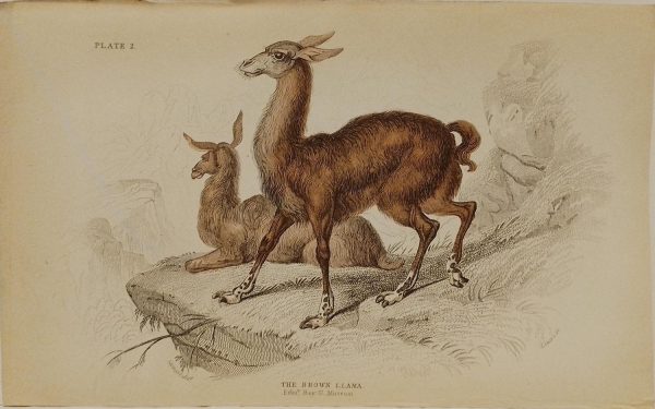 Antique print, hand coloured engraving from 1835. It is titled, the Brown Llama.