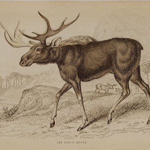 Antique print, hand coloured engraving from 1835. It is titled, the Elk or Moose.