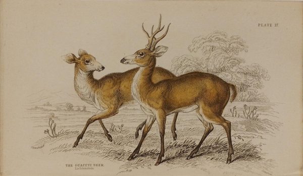 Guazuti Deer 1835 print